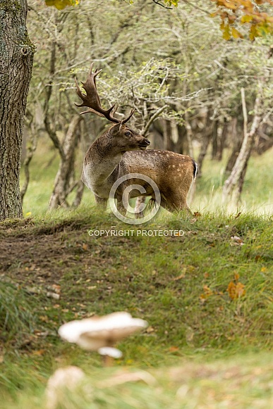 Fallow Deer
