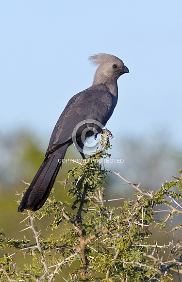 Grey Lourie or Go-Away Bird