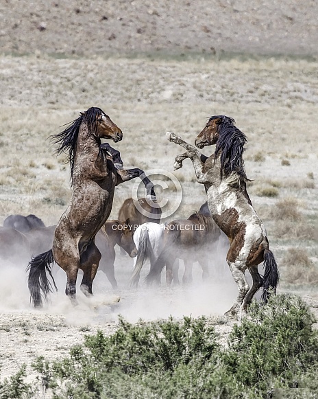 Wild Horse— Onaqui Mountains, Utah Wild Horse— Onaqui Mountains, Utah