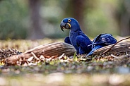 Hyacinth macaw in the nature habitat