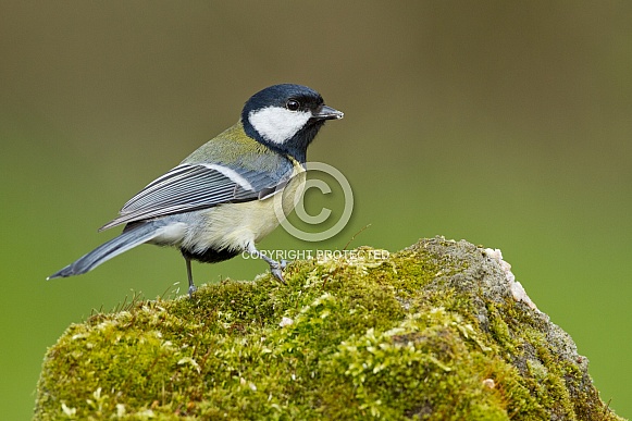 Great tit Bird Great tit Bird