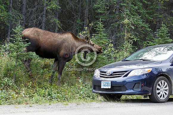 The moose or elk (Alces alces)