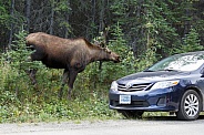 The moose or elk (Alces alces)