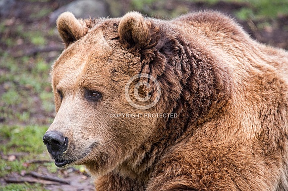 Grizzly Portrait in the Rain