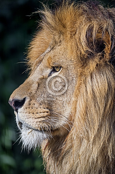 Lion Profile