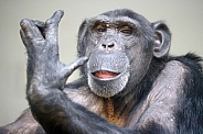 Chimpanzee ( Pan troglodytes)