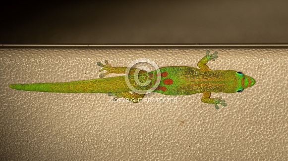 Gold Dust Day Gecko Gold Dust Day Gecko