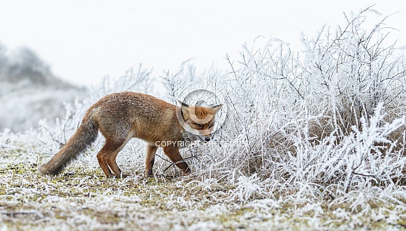 Red Fox