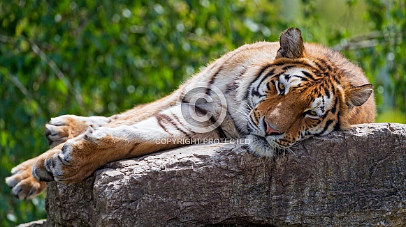 Amur Tiger