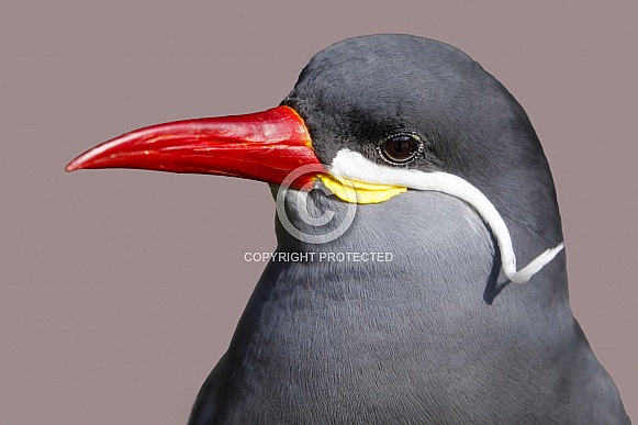 Inca tern (Larosterna inca) Inca tern (Larosterna inca)