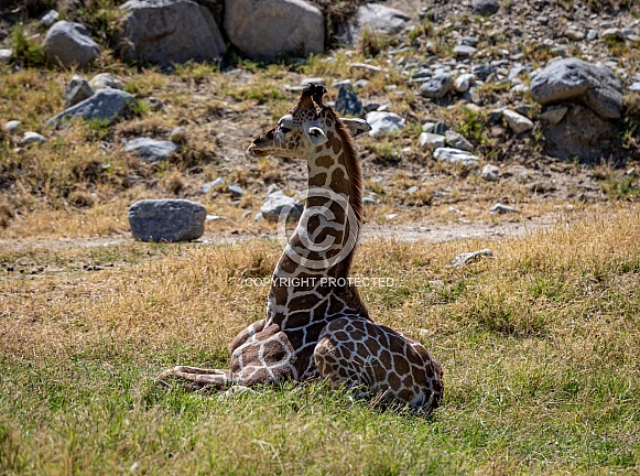 Baby giraffe laying down