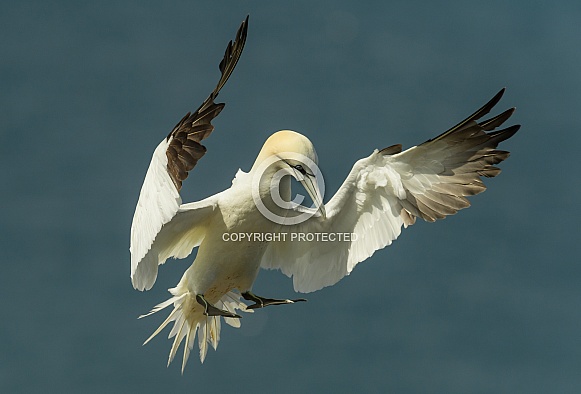 Gannet