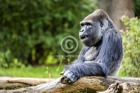 Western Lowland Gorilla (Gorilla Gorilla Gorilla)