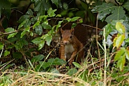 Red Squirrel