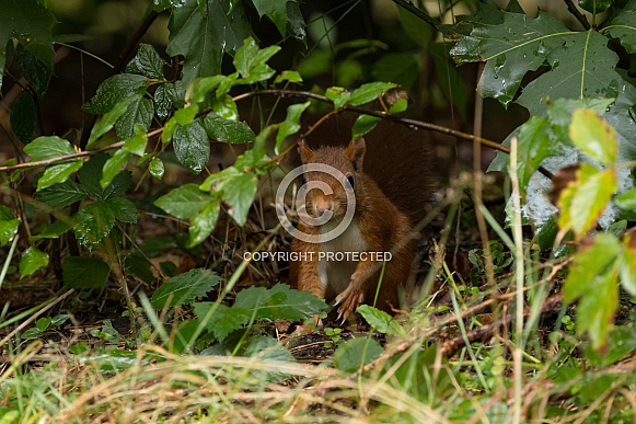 Red Squirrel