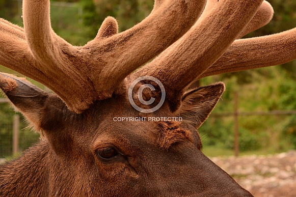 Bull Elk with Antlers Bull Elk with Antlers