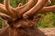 Bull Elk with Antlers