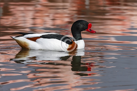 Common Shelduck (Tadorna tadorna)