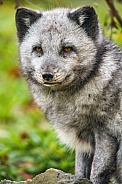 Arctic fox