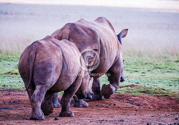 White Rhino White Rhino