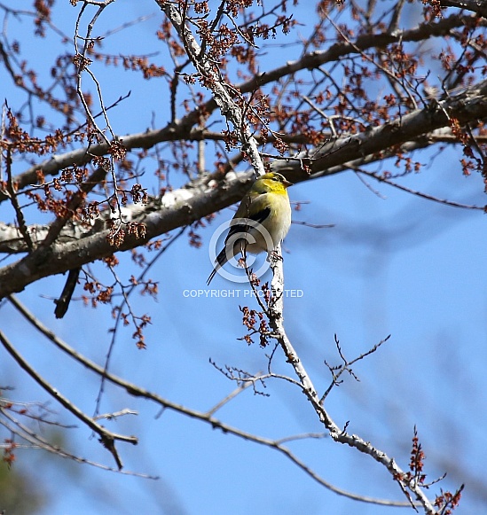 American Goldfinch