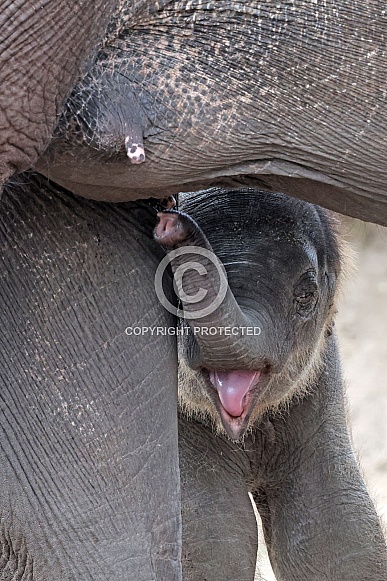 Indian elephant (Elephas maximus)