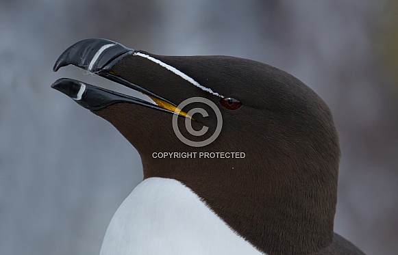 The razorbill or lesser auk (Alca torda)