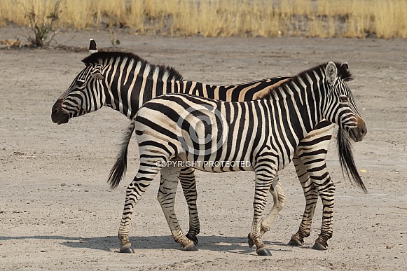 Zebra with foal