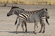 Zebra with foal