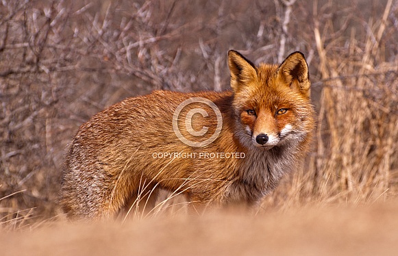 Red Fox