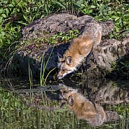 Red Fox with Reflection