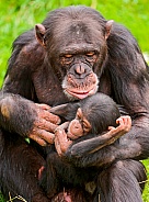 Chimpanzee and Baby