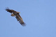 White tailed eagle or European Eagle