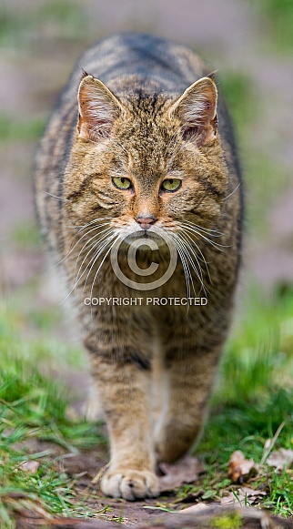 Wild Cat