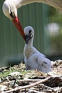 Storks nest