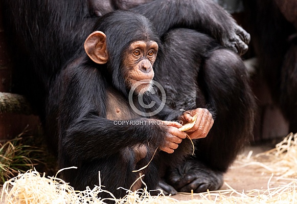 Baby Chimpanzee Playing With Stick Baby Chimpanzee Playing With Stick