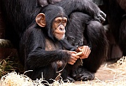 Baby Chimpanzee Playing With Stick