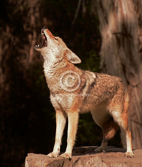Coyote