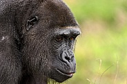 Female Western Lowland Gorilla Side Profile