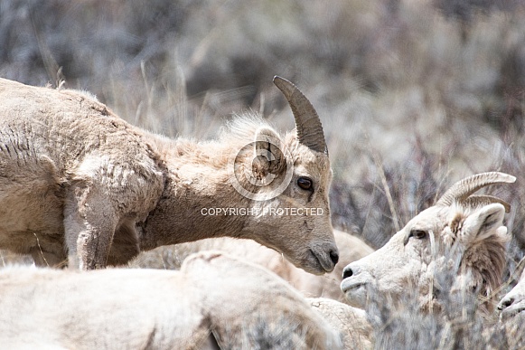 Big horn sheep (wild)
