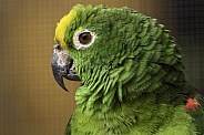 Yellow Fronted Amazon Parrot Side Profile