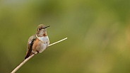 Rufous Hummingbird, Selasphorus rufus