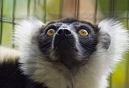 Lemurs