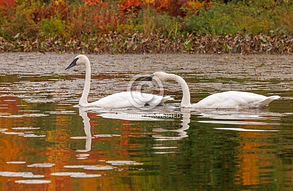Pair of Trumpeter Swans