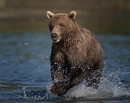 Brown bear charging through the water