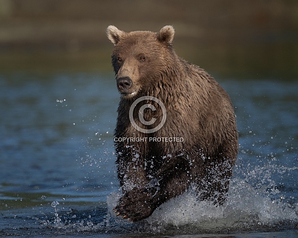 Brown bear charging through the water Brown bear charging through the water
