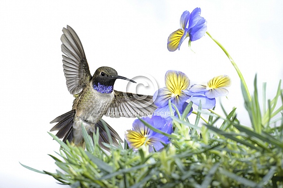 Black-chinned Hummingbird (wild male) Black-chinned Hummingbird (wild male)