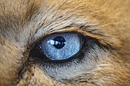 Eye of white lion