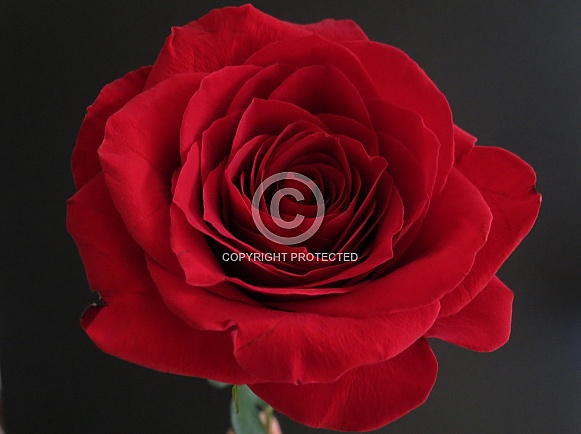 Red Rose