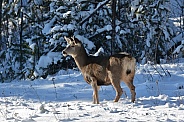 Mule Deer Doe in the snow